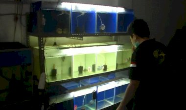 Bermula dari Hobi, Pria di Jambi Ini Mampu Hasilkan Jutaan Rupiah dari Ikan Louhan