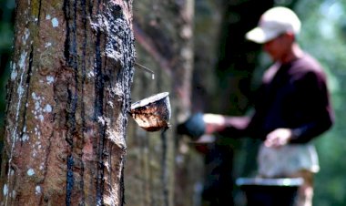 Harga Karet hanya Rp 4 Ribu, Petani: Biarlah Kami Mati Kelaparan