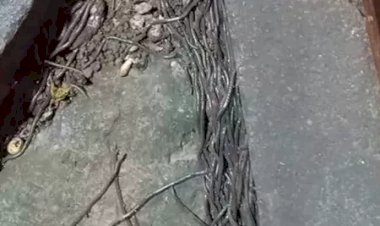 Fenomena Munculnya Ratusan Cacing Tanah Sejak Pagi Hingga Siang, Begini Kata Pakar