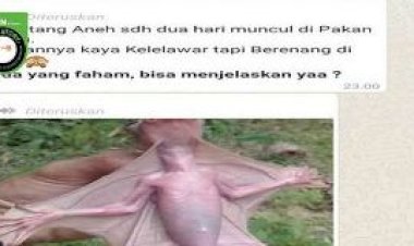Viral Foto Hewan Aneh di Pekanbaru, Ternyata Begini Faktanya...