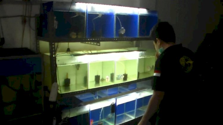 Bermula dari Hobi, Pria di Jambi Ini Mampu Hasilkan Jutaan Rupiah dari Ikan Louhan