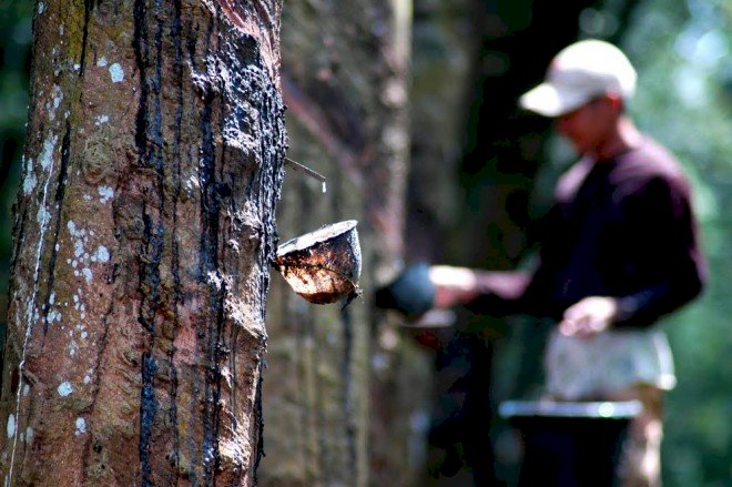 Harga Karet hanya Rp 4 Ribu, Petani: Biarlah Kami Mati Kelaparan