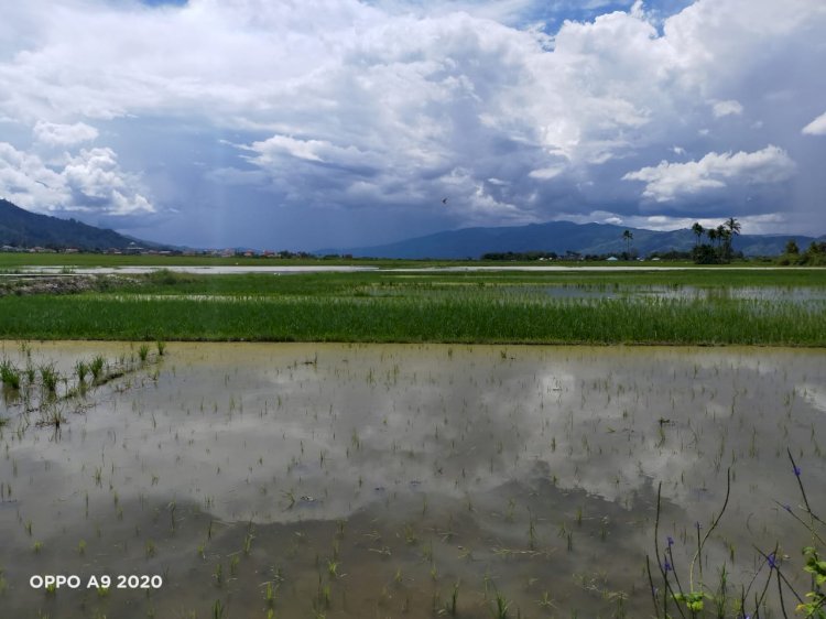 Petani Terancam Merugi, 5 Hektare Sawah di Kerici Terendam Banjir
