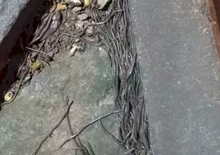 Fenomena Munculnya Ratusan Cacing Tanah Sejak Pagi Hingga Siang, Begini Kata Pakar