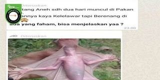 Viral Foto Hewan Aneh di Pekanbaru, Ternyata Begini Faktanya...