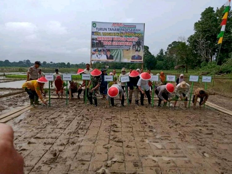 Bupati Bungo Lakukan Penanaman Padi Serentak Sawah Milik Masyarakat Sungai Puri