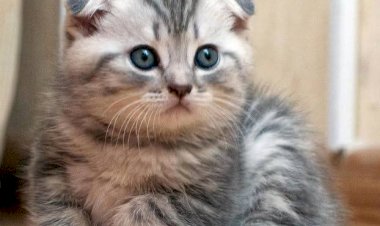 Duh! Kucing Bisa Jadi Transmisi COVID-19 Tanpa Gejala