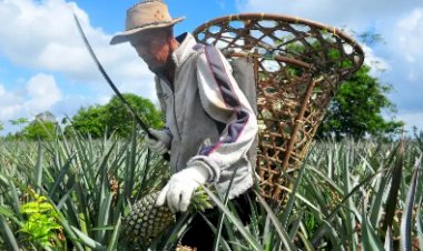 Petani Nanas Kebanjiran Pesanan Meski Corona, Satu Pekan 55 Ribu Buah