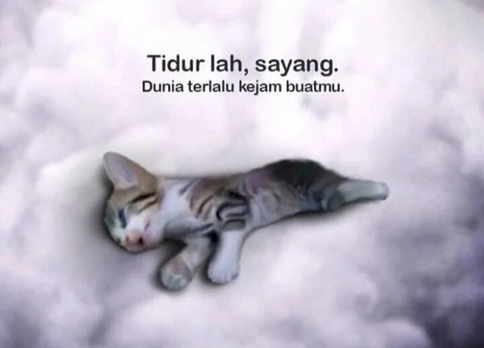 Tiga Wanita Injak Anak Kucing Hingga Mati Diduga Kuat Kelainan Seksual