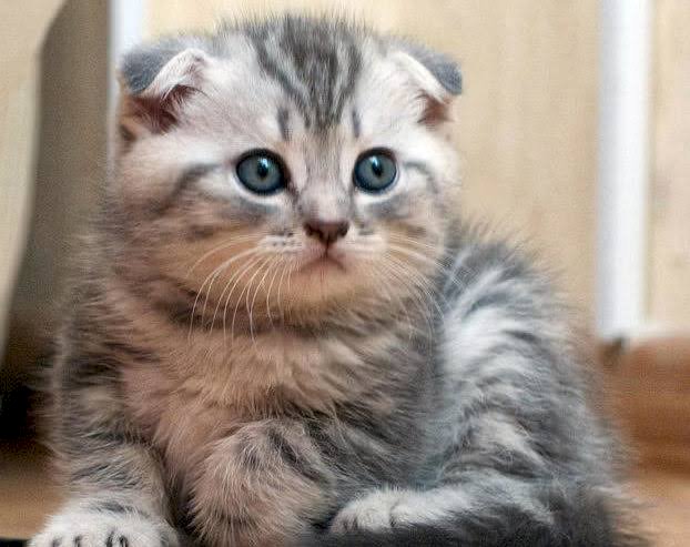 Duh! Kucing Bisa Jadi Transmisi COVID-19 Tanpa Gejala