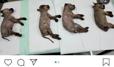 Siram Enam Anjing dengan Soda Api, Aris Dituntut 4 Bulan Penjara