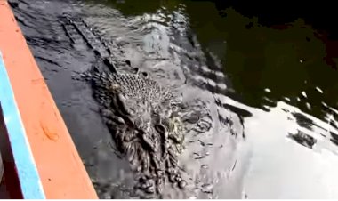 Viral Buaya Besar Minta Makan kepada Warga, Apa Ceritanya?
