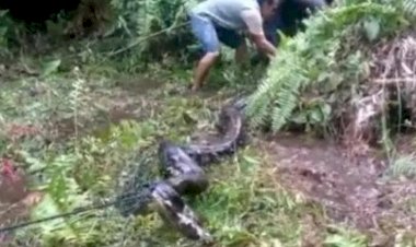 Bikin Heboh! Mandi di Sungai, Pria di Linggau Ini Terinjak Ular Piton Raksasa