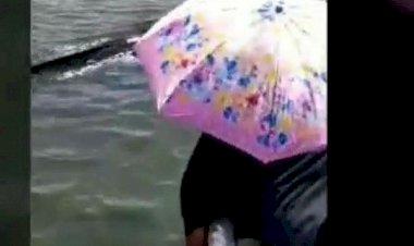 Viral Hiu Paus Ditabrak Perahu Wisata: Kenek Gegere Iku, Klatak