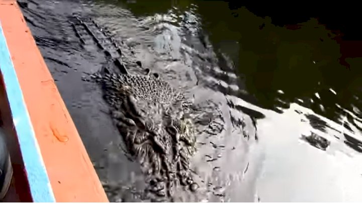 Viral Buaya Besar Minta Makan kepada Warga, Apa Ceritanya?