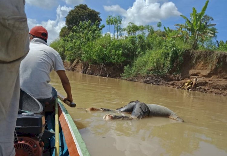 BREAKING NEWS! Warga Tanjung Menanti Bungo Dihebohkan Mayat di Sungai