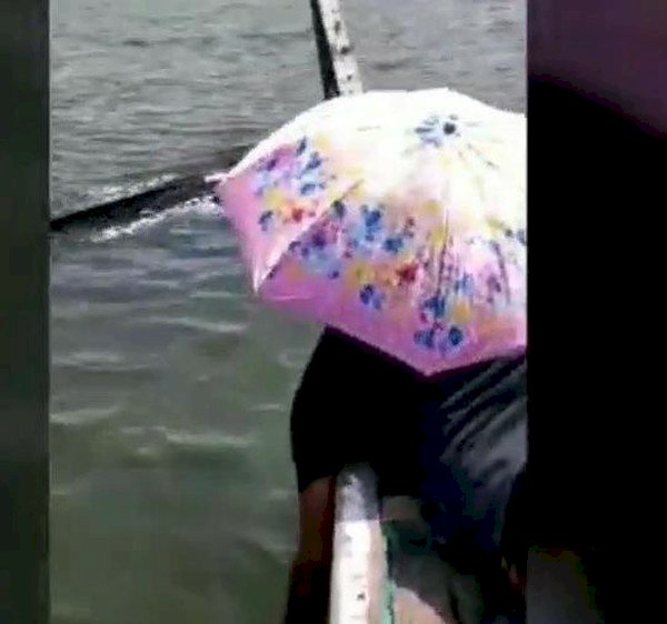 Viral Hiu Paus Ditabrak Perahu Wisata: Kenek Gegere Iku, Klatak