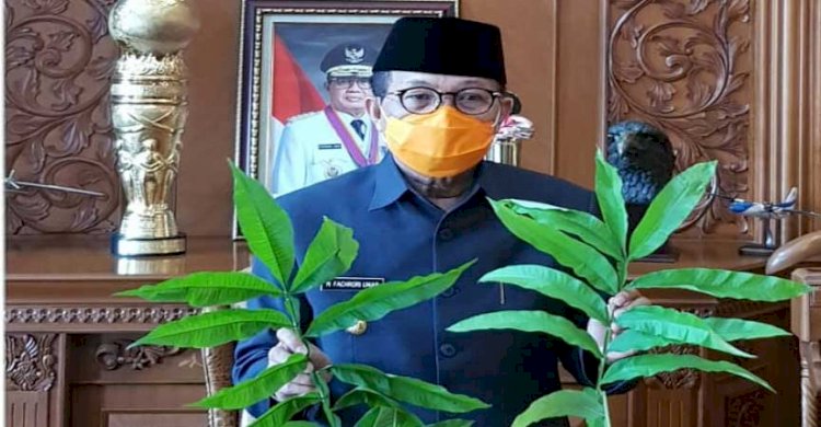 Gubernur Instruksikan Dishut Teliti Khasiat Daun Sungkai Obati Covid-19