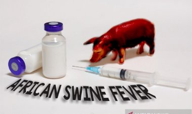 Temuan Virus Flu Babi Publikasi China Berbahaya, Begini Langkah Kementan