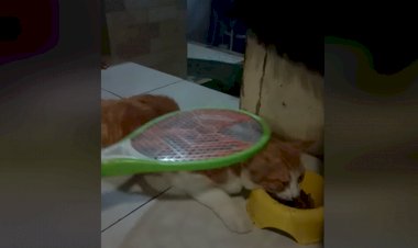 Viral! Video Cara Bunuh Kutu dengan Raket Listrik ke Kucing, Dokter: Saya Tak Yakin Bunyi 'Pletek-pletek' Itu Kutu