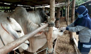 Gugus Tugas Siapkan Aturan Pemotongan Hewan Kurban Masa Pandemik
