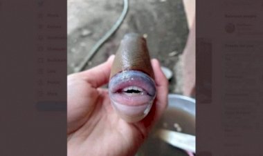 Viral! Ikan Miliki Bibir dan Gigi Mirip Manusia