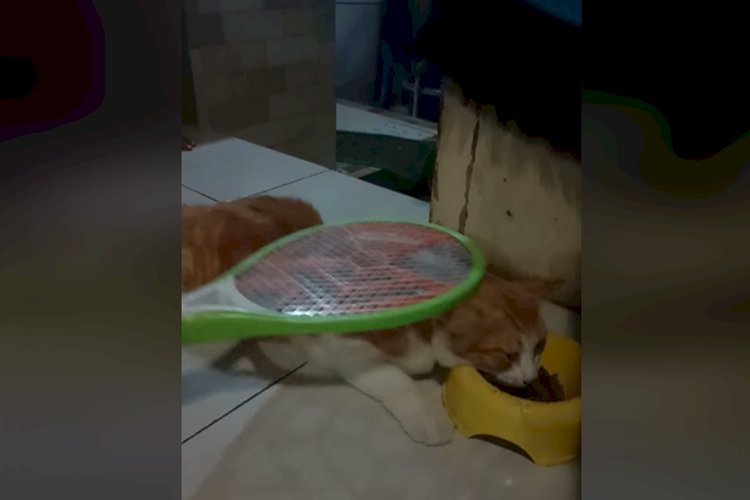 Viral! Video Cara Bunuh Kutu dengan Raket Listrik ke Kucing, Dokter: Saya Tak Yakin Bunyi 'Pletek-pletek' Itu Kutu