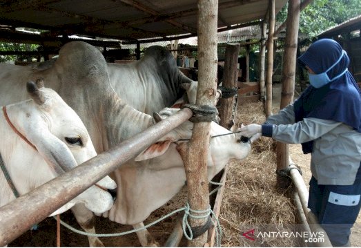 Gugus Tugas Siapkan Aturan Pemotongan Hewan Kurban Masa Pandemik