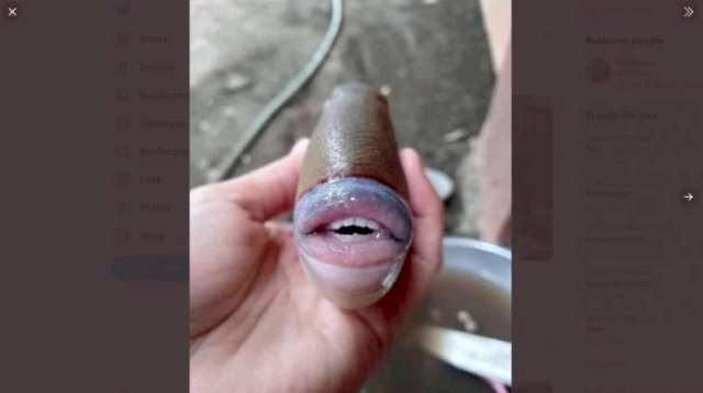 Viral! Ikan Miliki Bibir dan Gigi Mirip Manusia