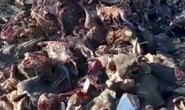 Buang Bangkai Kepala Sapi Sembarangan, Dua Pria Ditahan