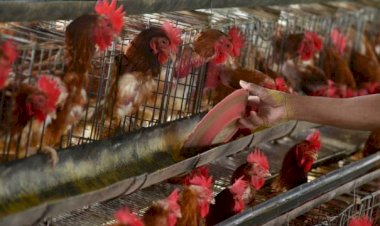 Viral Peternak yang Buang Ayam, Mentan: Modus-modus Seperti Ini bagi Saya Menjadi Besar