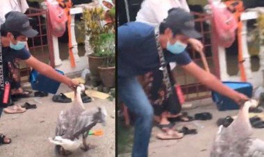 Bikin Ngakak! Viral Pria Dipatuk Angsa Berkali-kali, Istrinya: Ada Saja Angsa Kerjaannya