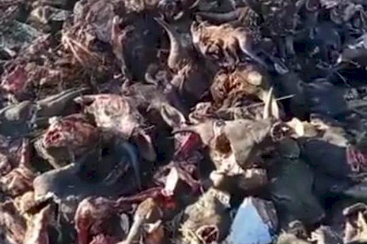 Buang Bangkai Kepala Sapi Sembarangan, Dua Pria Ditahan