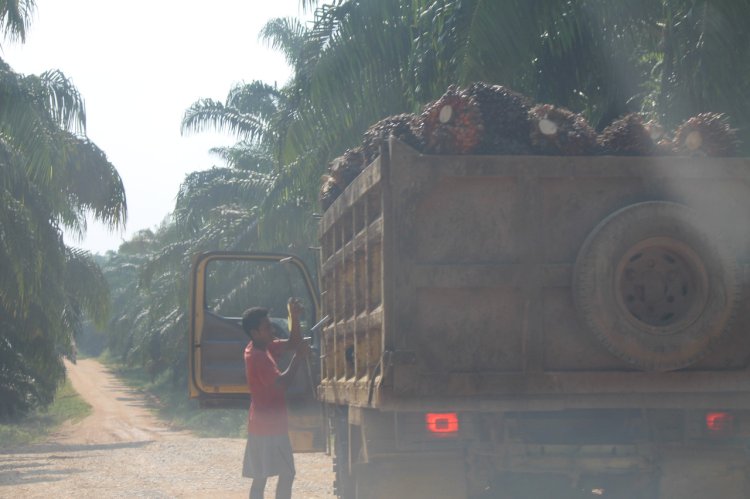 Pasca Izin Usaha Dicabut, PT APTP Sarolangun Nekat Beroperasi