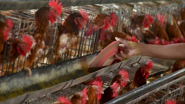 Viral Peternak yang Buang Ayam, Mentan: Modus-modus Seperti Ini bagi Saya Menjadi Besar