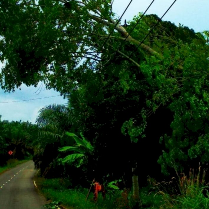 Ditimpa Pohon, Listrik di Wilayah Tanjab Barat Mati Total