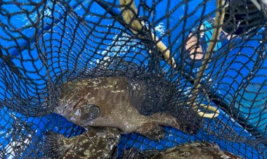 Dirjen KKP: Ikan Kerapu Punya Nilai Ekonomi Luar Biasa