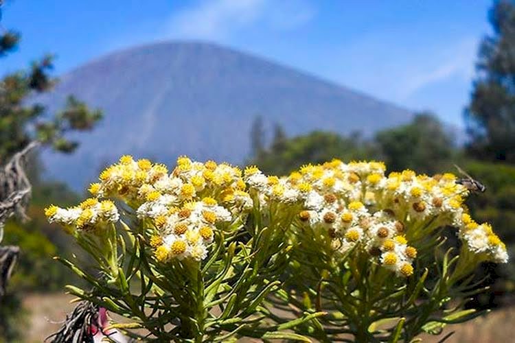 Viral Sekelompok Pendaki Petik Edelweiss di Gunung Buthak, Begini Setelah Ditegur