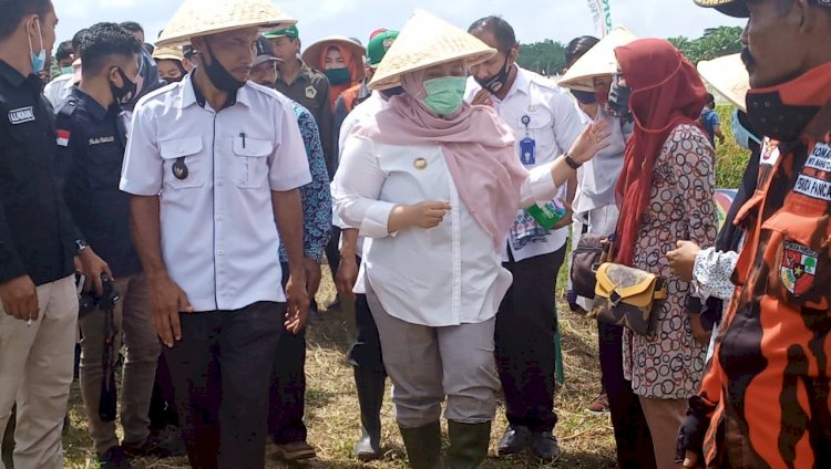 Punya Bibit Padi Unggulan, Bupati Masnah: Tadi Sudah Saya Cicipi, Nasinya Enak