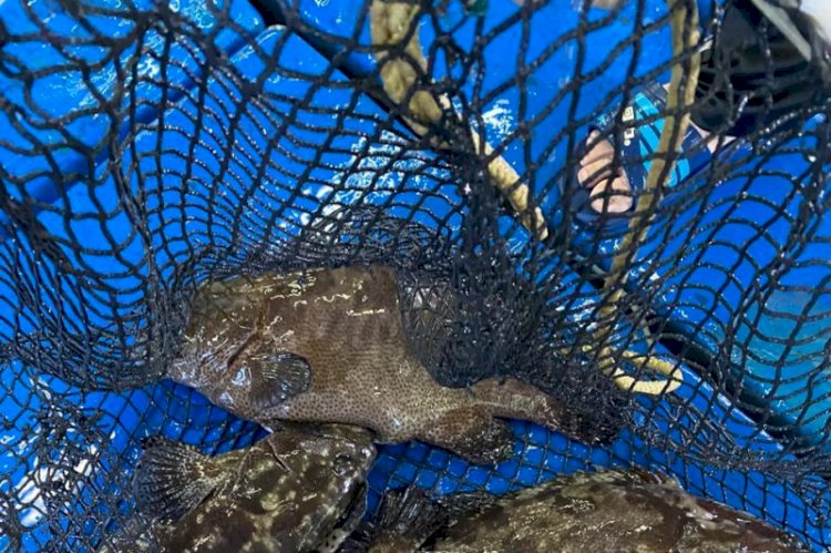 Dirjen KKP: Ikan Kerapu Punya Nilai Ekonomi Luar Biasa