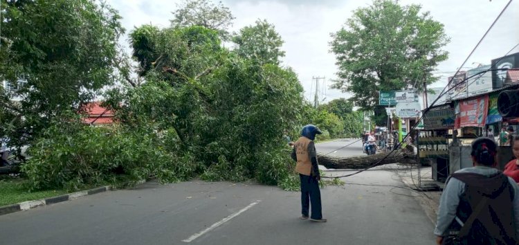 Siang Bolong, Pohon Besar di Kambang Kota Jambi Roboh