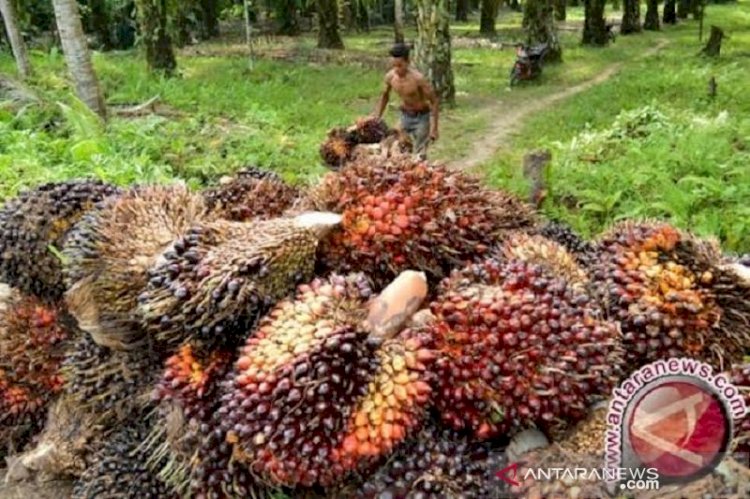 Hore! Harga CPO di Jambi Naik Rp34 per Kilogram