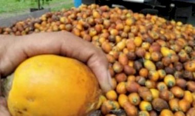 Meski Pandemi Covid-19, Harga Pinang di Jambi Stabil