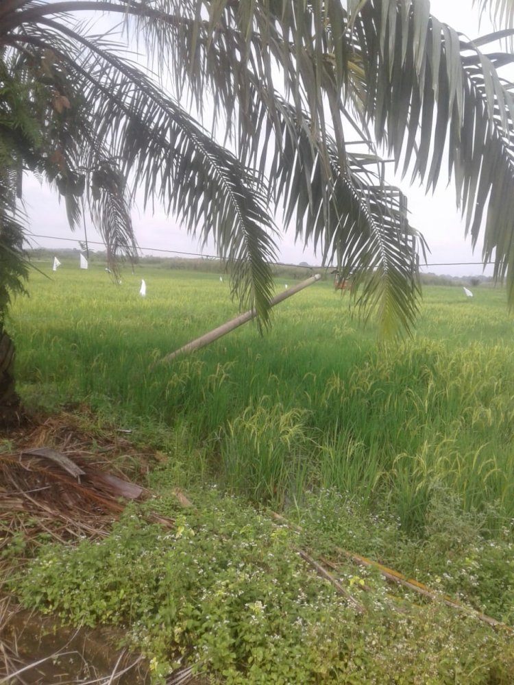 Direktur PLN Muarojambi!!! Tiang dan Kabel Listrik di Desa Pudak Ini Nyaris Menyentuh Tanah