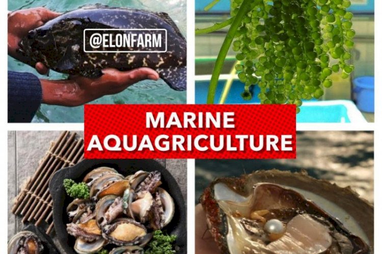 Inovasi Baru, Peneliti IPB Kembangkan Pertanian Berbasis Air Laut