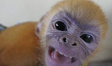 Vietnam Uji Coba Vaksin COVID-19 pada Monyet