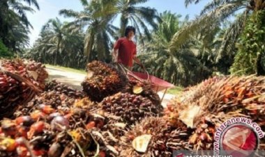 Naik Tipis! Harga CPO di Jambi Rp9.242 per Kilogram