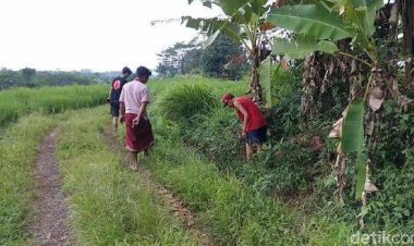 Warga Plumbon Dihebohkan Duit Berserakan di Persawahan