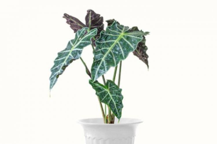 Dulu Tak Dilirik, Tanaman Hias Alocasia Populer di Tahun 2020