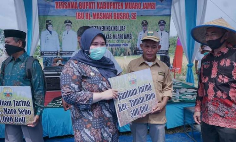Bupati Muarojambi Hadiri Panen Raya di Desa Kemingking Luar Kecamatan Tamanrajo